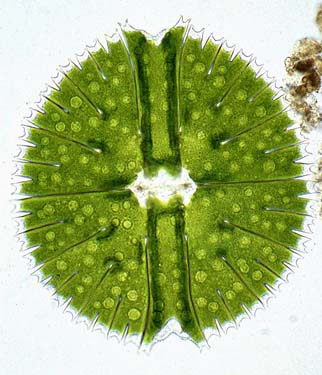 Another cell of Micrasterias rotata