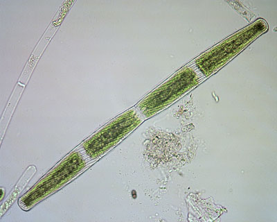 Penium spirostriolatum, dividing cell