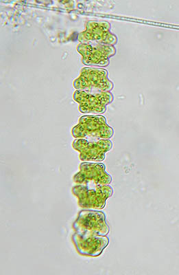 Spondylosium pulchellum