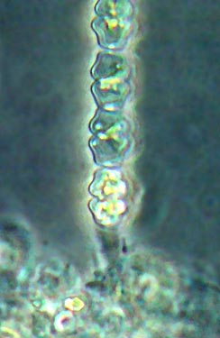 attached filament of Spondylosium pulchellum