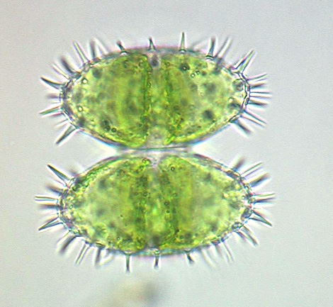 Staurastrum polytrichum