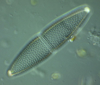Empty semicell of Tetmemorus granulatus