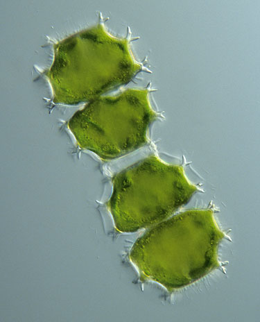 Xanthidium armatum, a couple of daughter cells