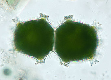 Cell of X. armatum in lateral view