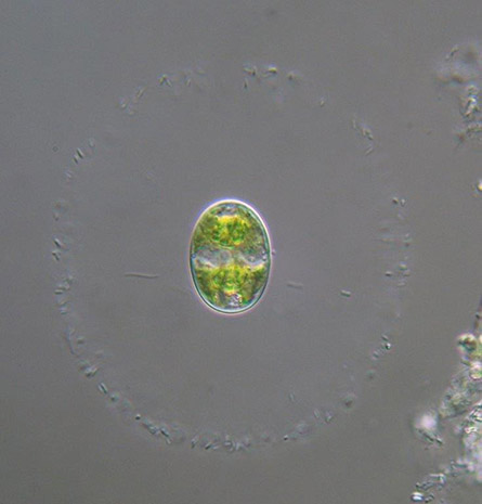 Actinotaenium mooreanum showing a big mucilaginous cell envelope