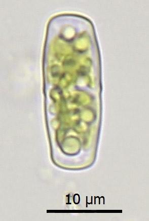 ctinotaenium pinicola