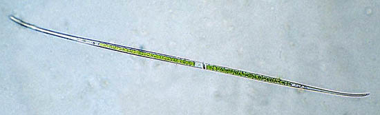 Closterium aciculare