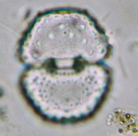 Cosmarium quinarium forma irregularis, empty cell