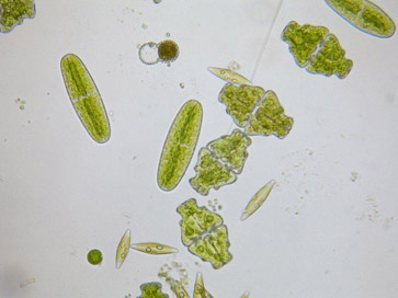 euastrum ampullaceum, acidic, oligotrophis environment