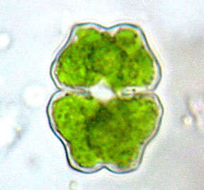 Euastrum binale, dichotypical cell