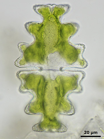 Euastrum pinnatum