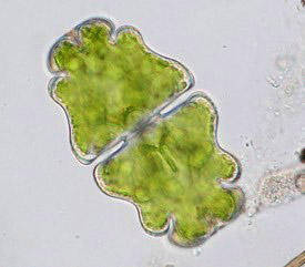 Euastrum ventricosum