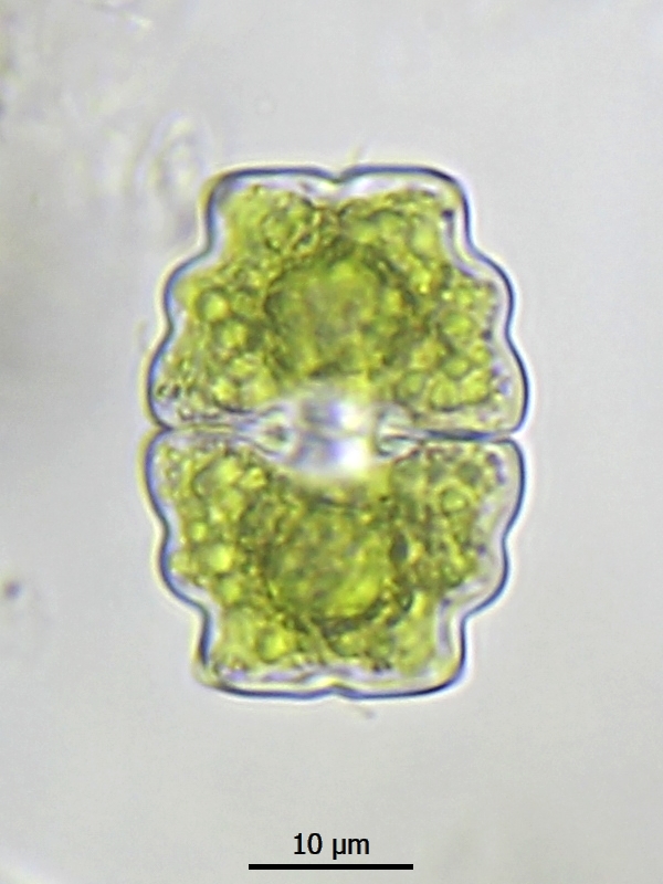 Euastrum biscrobiculatum