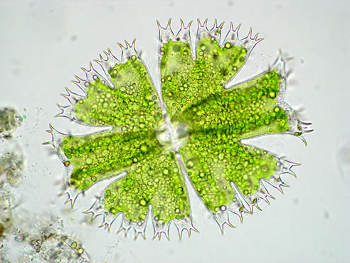 Micrasterias apiculata, pattern of small cell wall spines
