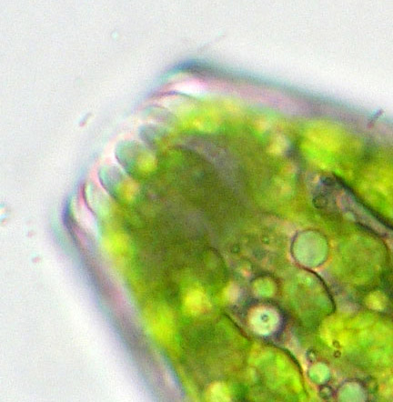 Pleurotaenium truncatum, apex met krans van granula