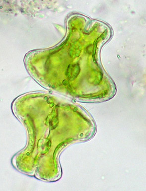 Euastrum intermedium