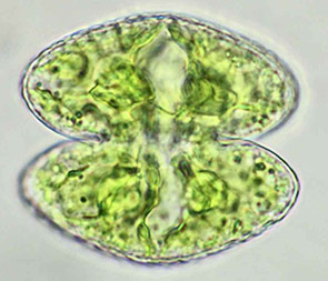 Cosmarium raciborskii