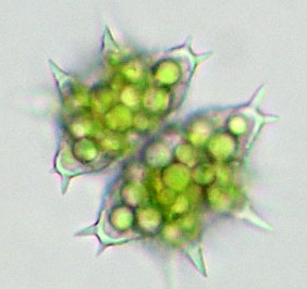 Staurastrum monticulosum