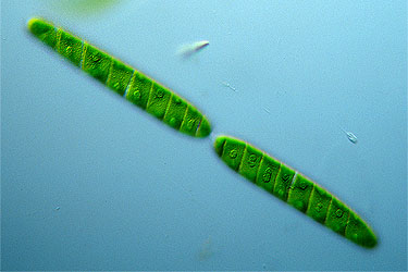 Spirotaenia condensata, divided cell
