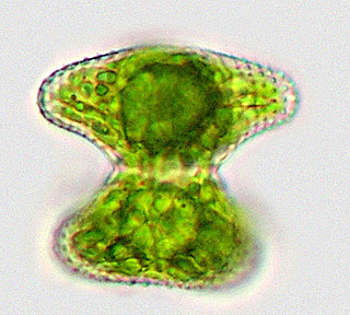 Staurastrum dilatatum