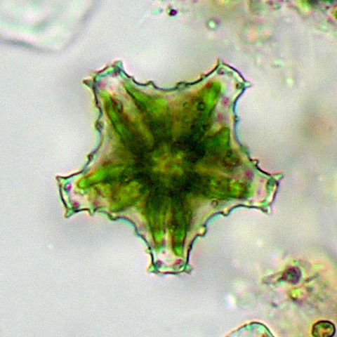 Staurastrum sexcostatum, 5-radiate cell in apical view