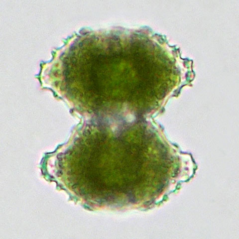 6-radiate cell of Staurastrum sexcostatum in frontal view