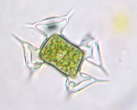 Staurodesmus pterosporus, zygospore of triradiate form