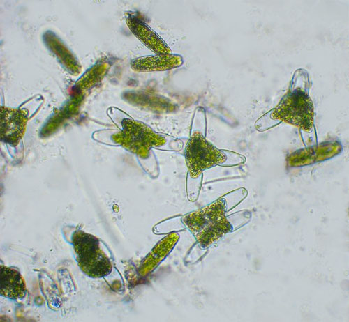Tetmemorus laevis, mass development of zygospores