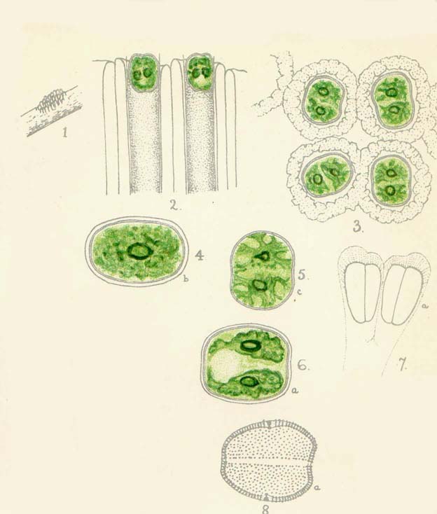 Oocardium